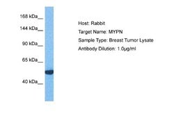 MYPN Antibody, Novus Biologicals 100 &mu;L; Unconjugated:Antibodies, Polyclonal